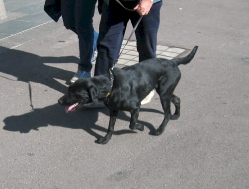 black lab in oslo